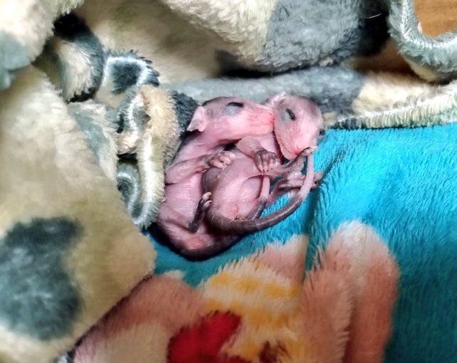 Dos de las crías de comadreja que llegaron a Agustina en noviembre del año pasado