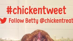 Todos quieren conocer a Betty, la gallina tuitera cuyo video en YouTube bate récord de visitas