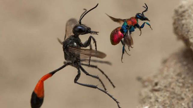 Imágenes que reflejan la maravillosa vida silvestre