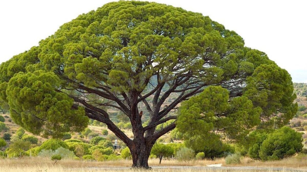 Composición tema los árboles