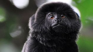 Con genes humanos, crearon monos transgénicos a los que les creció el cerebro
