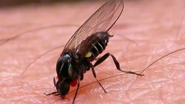 Desde hace décadasel virus shamonda circula en África y Asia y era considerado no transmisible a los seres humanos. Hay alerta en Europa.