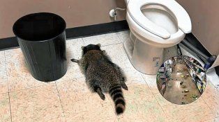Mapache cayó del techo, bebió whiskey y apareció ebrio en el baño de una licorería en Virginia