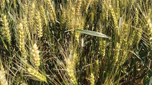 La entidad agropecuaria respaldó las políticas de apertura económica de Milei.