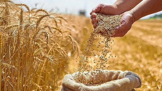 El recorte de retenciones al trigo mejora márgenes