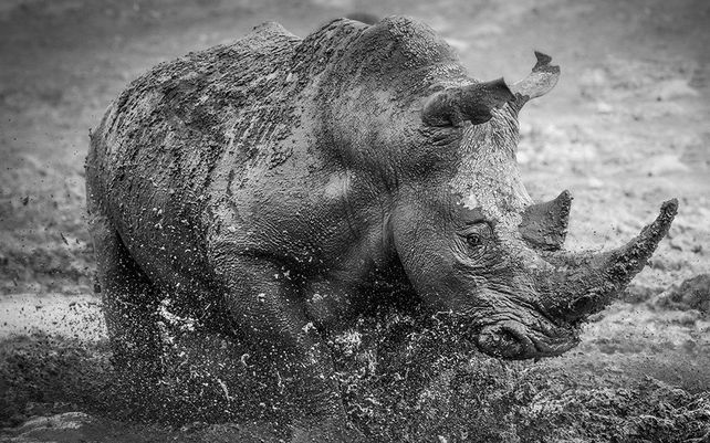 “Muddy Rhino” por Darren Donovan (Sudáfrica)