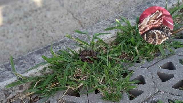 El lugar donde el niño fue mordido por una yarará.&nbsp;