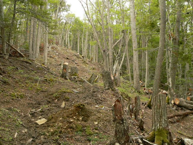 Los tres acusados pretendían abrir un sendero desde la ruta nacional 3 hacia el canal de Beagle.