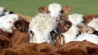 Hacienda: bajó la oferta de animales en el primer trimestre