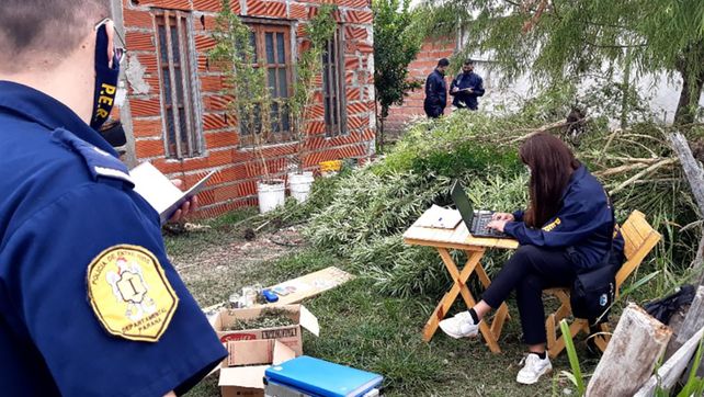 Paraná: encontraron plantas de marihuana de cuatro metros&nbsp;