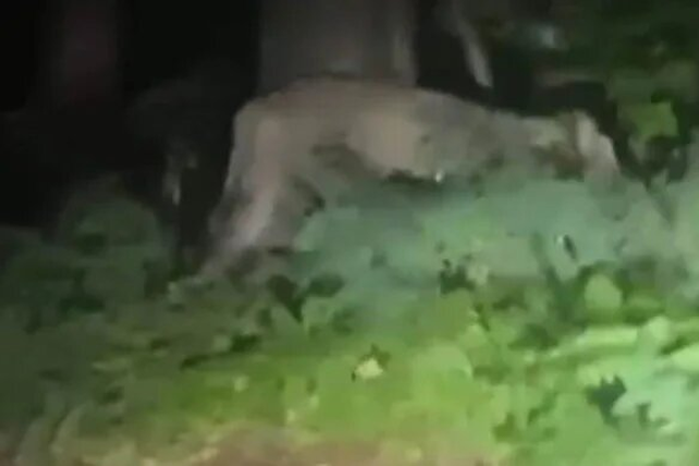El animal captado por celular parece sin dudas una leona.&nbsp;