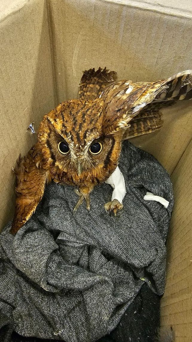 Casilda: el servicio de fauna silvestre de Veterinarias posibilitó recuperar decenas de animales rescatados