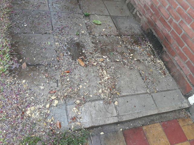 Sorpresa y malestar: apareció grasa en descomposición en las bocas de tormenta