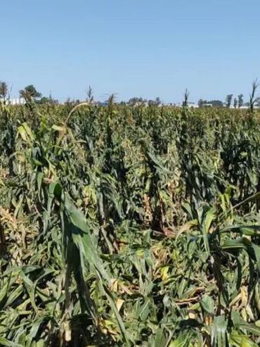 La chicharrita aumentó su presencia en casi todas las regiones