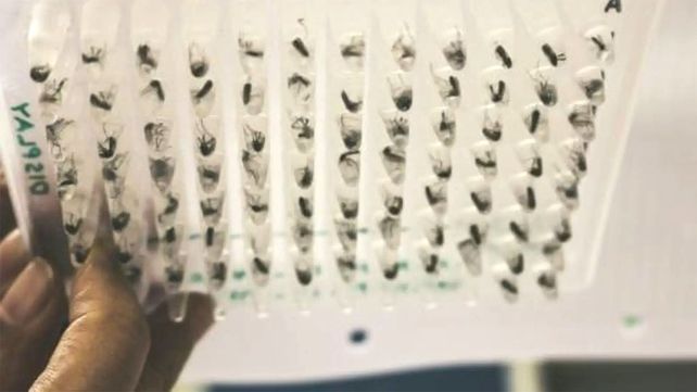 Dengue: el revolucionario experimento con mosquitos que reduce una pandemia silenciosa