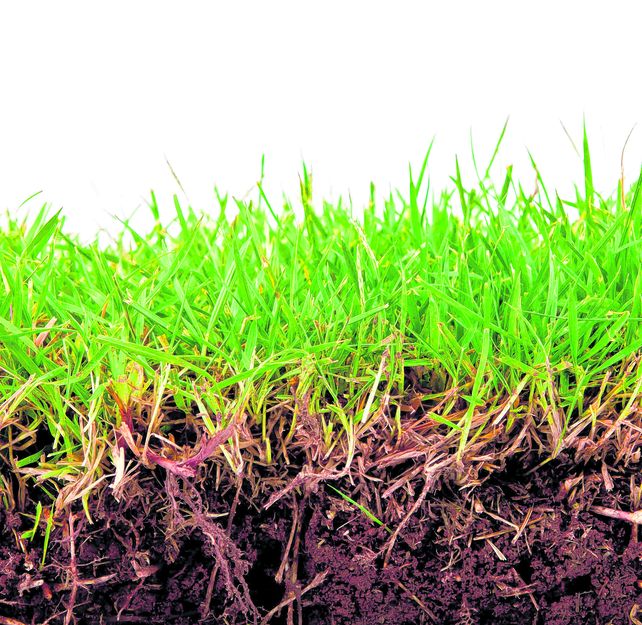 Un suelo vivo y sano para mitigar el cambio climático