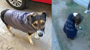 Un poncho para un callejerito, una campaña para abrigar a  los perros de la calle