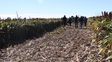 Sorgo en el sur santafesino: ensayos del Inta Oliveros ratifican su potencial productivo