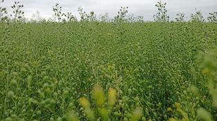 El cultivo de camelina busca extenderse en Argentina