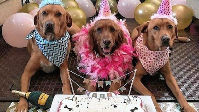 Los perros celebran su dia esta noche en un bar de Paraná