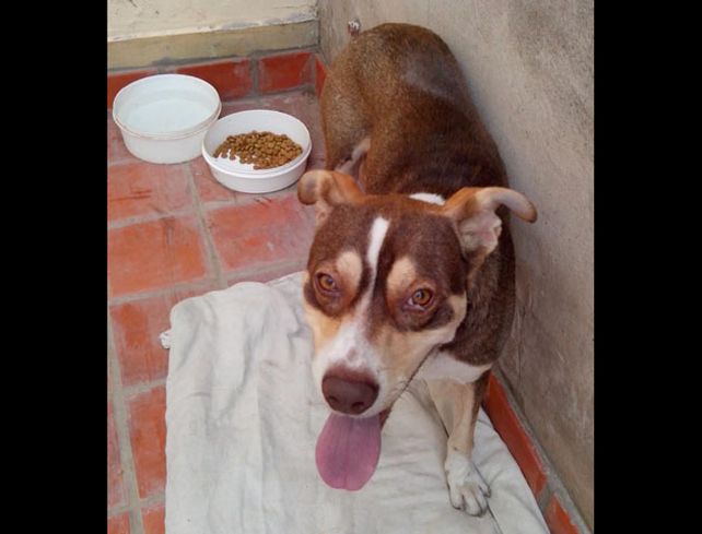 El perro estrella de la cancha de Central es dado en adopción