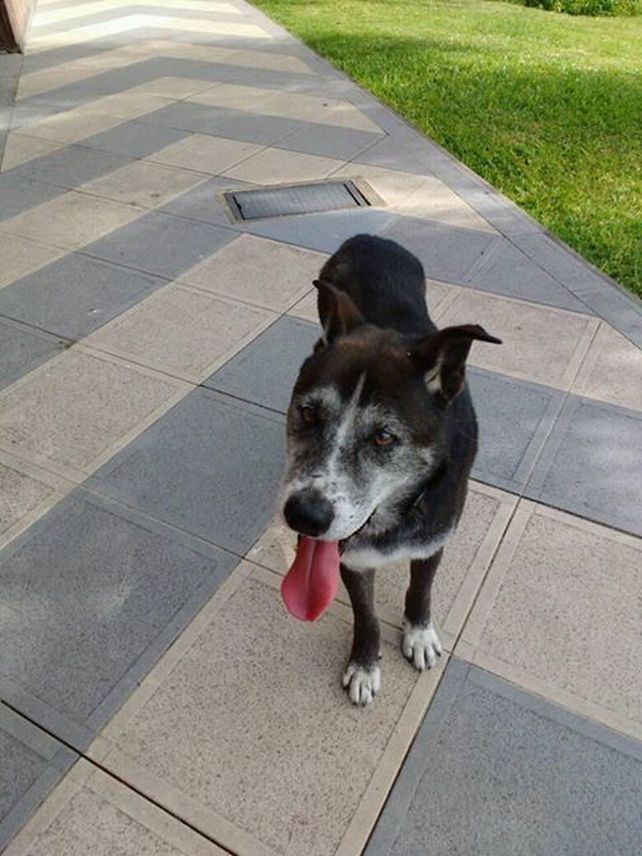 Willy, el perro callejero de Candioti Sur que busca una familia