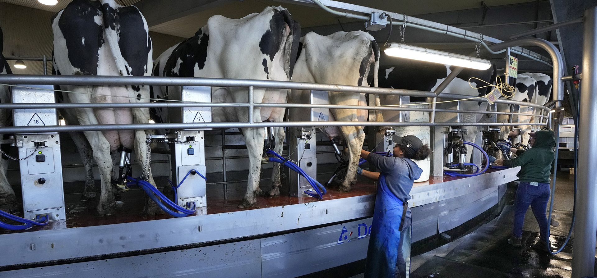 Trabajadores atienden a las vacas en la sala de ordeño de Flood Brothers Farm, en Clinton, Maine. (Foto AP/Robert F. Bukaty) Trabajadores atienden a las vacas en la sala de ordeño de Flood Brothers Farm, en Clinton, Maine. (Foto AP/Robert F. Bukaty)