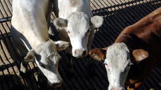 Tensión ganadera: la Sociedad Rural de Santa Fe cuestiona el respaldo al instituto de la carne