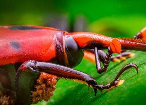 Senasa amplió el área de emergencia fitosanitaria por el picudo rojo de las palmeras
