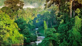 Por el cambio climático, las selvas tropicales corren serio peligro de extinción