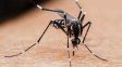 Se registró la primera muerte por dengue en la provincia de Santa Fe