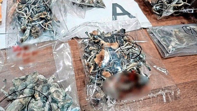 Secuestraron armas en la quinta donde un joven murió tras consumir hongos alucinógenos.