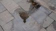 El tiempo en Rosario: el miércoles seguirá templado pero podría cerrar con lluvia