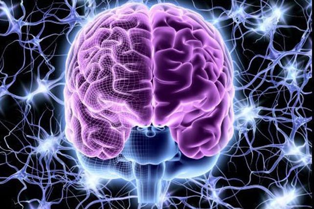 Hallan gen que relaciona la materia gris con la inteligencia