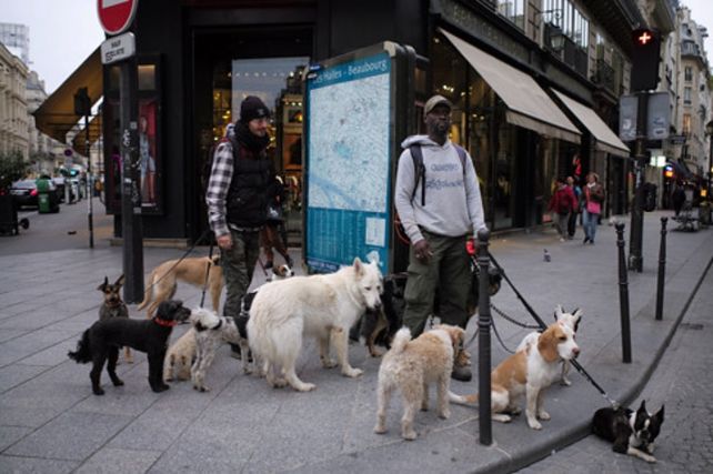 París lanzará un seguro subsidiado de salud para las mascotas