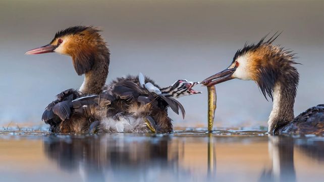 Imágenes que reflejan la maravillosa vida silvestre