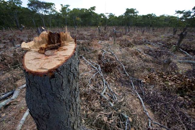 Postal. De 600 mil hectáreas taladas en 2007 se llegó a 90 mil este año