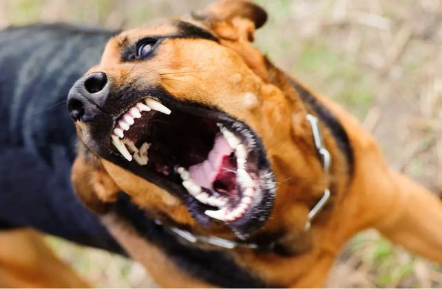 Una docente murió tras ser atacada por sus dos perros