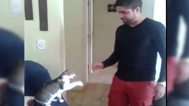 Un gato con mucha onda