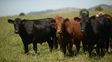La experiencia de Uruguay frente a las nuevas exigencias del mercado de carne