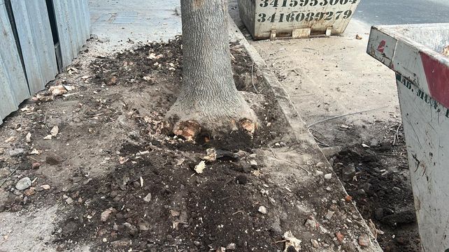 Los vecinos de Moreno al 1900 registraron que las raíces del árbol fueron hachadas.