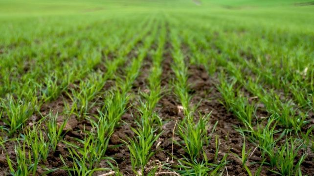 Ya se implantó el 55 % de la superficie proyectada para el ciclo 2026 y los lotes de trigo presentan condiciones de germinación que van de buenas a excelentes.