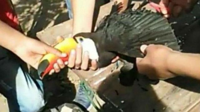Indignación en Salta: tres jóvenes torturaron a un tucán hasta matarlo