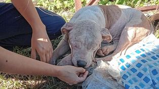 Día del Animal: en Paraná hay más perros abandonados