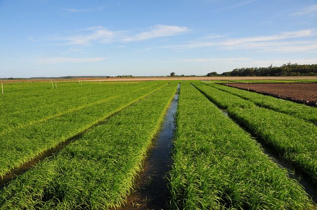 La siembra de arroz en Entre Ríos alcanzó 60.000 hectáreas y es la más baja en 25 años