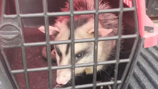 Desde perros y gatos hasta chivitos, comadrejas y gansos: el municipio ya rescató más de 100 animales en lo que va del año