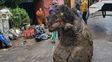 Qué se esconde detrás del hallazgo de una rata gigante en una alcantarilla en México