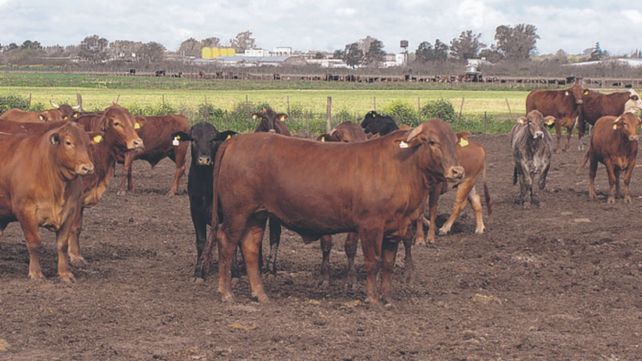 La ayuda económica no abarca a todo el sector ganadero.