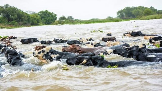 Se viene la crecida del Paraná: aceleran la evacuación de 600 mil cabezas de ganado de las islas