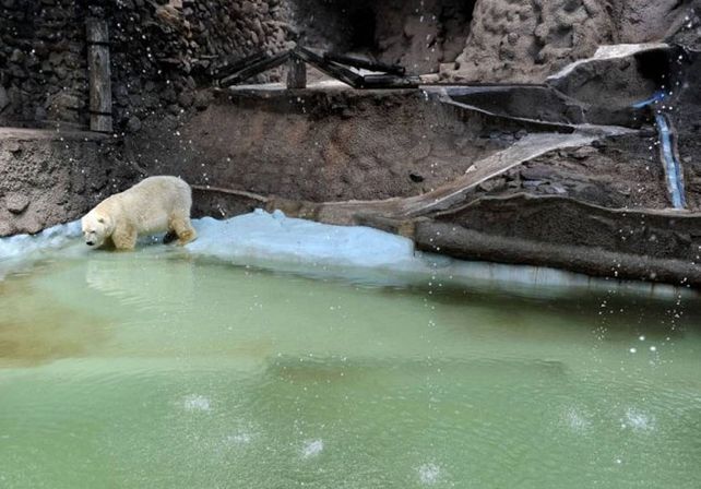 Preocupación por el delicado estado de salud de Arturo, el único oso polar del país